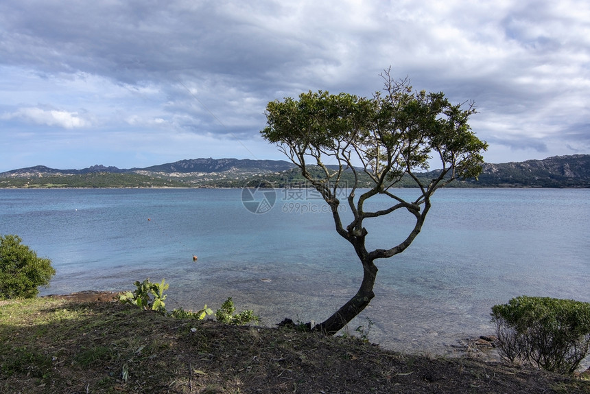 意大利语地平线萨丁亚Sardinia的树沙滩景观3月的ArtLandscape与撒丁亚的树沙滩翻天覆地夏图片