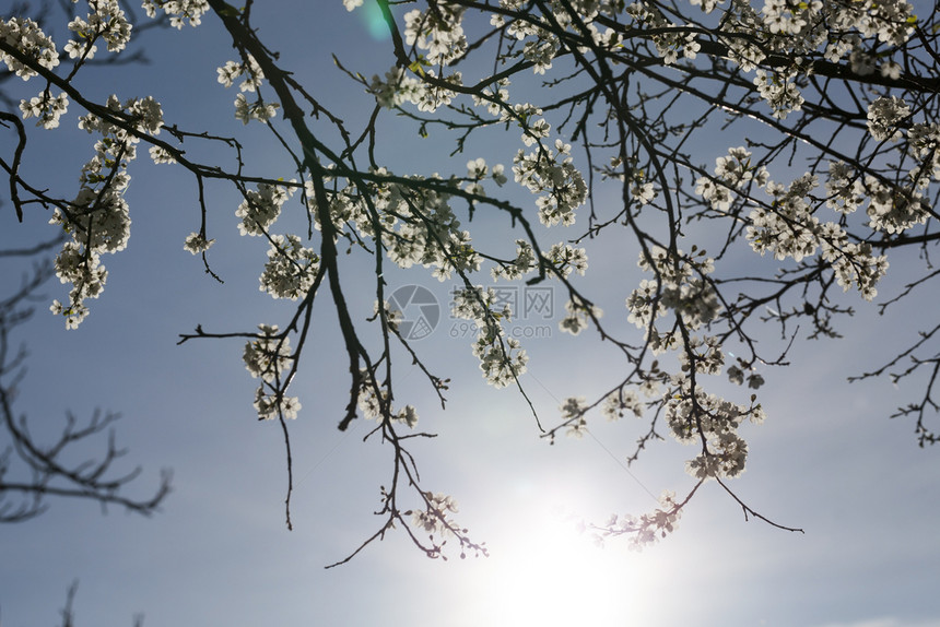 樱桃树枝上大量白花朵期待在幕后种植新作物在天空果园中阳光照耀着樱桃的丰收量庄稼有机的水果图片