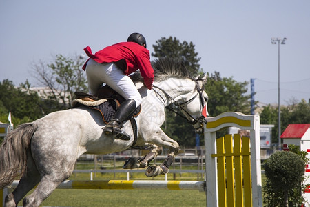 运动骑马的手在竞技比赛中参加跳跃锦标赛骑术障碍图片