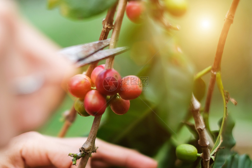 绿色行业衬套咖啡红的或成熟阿拉伯黄莓种植农业园概念以及农牧业和种植图片