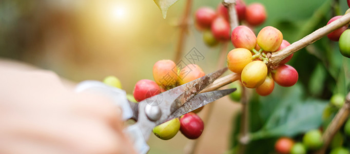 手生长咖啡红的或成熟阿拉伯黄莓种植农业园概念以及农牧业和种植食物图片
