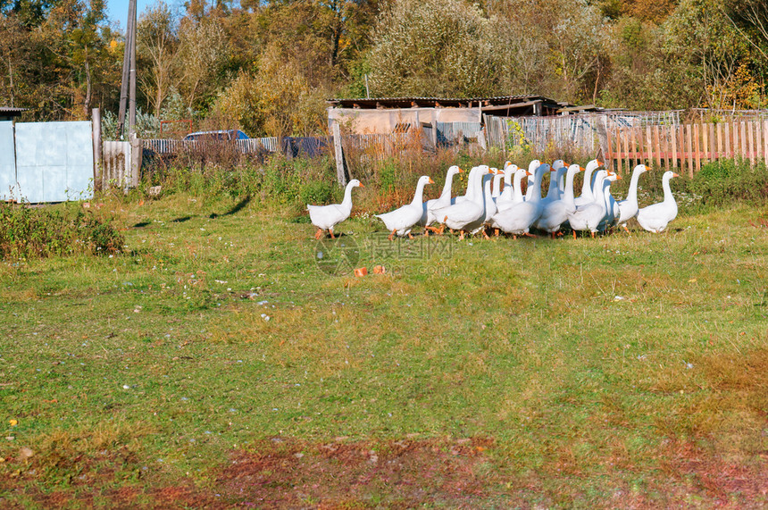 院子里的白鹅家庭农场院子里的白鹅团体农作物村庄图片