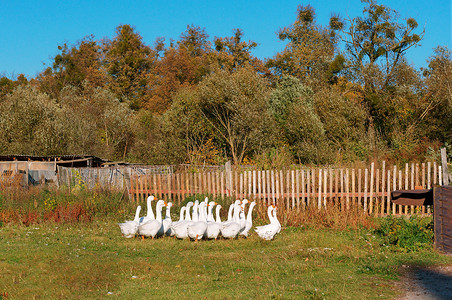 野鹅小龙年轻的动物栅栏院子里的白鹅家庭农场院子里的白鹅胖农作物背景