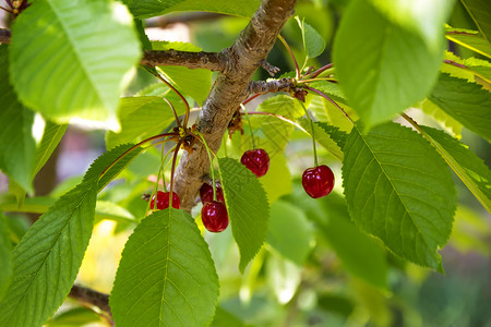 自然水平的束樱桃树枝上挂着在红叶和甜樱桃的树枝之间图片