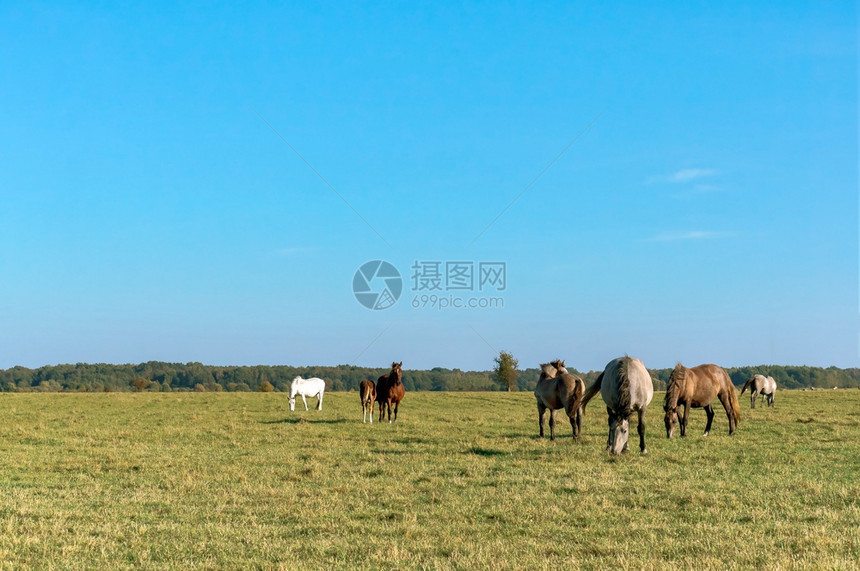 跑步板栗自由野马群在草地上放牧的马在草地上放牧的马图片