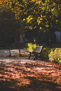 公园的秋叶树木和长椅图片