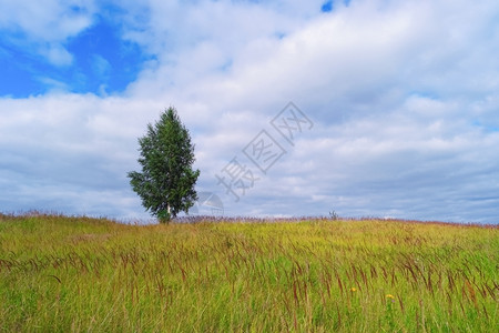 叶子草地和阴云的天空中孤树草地上风景单身图片