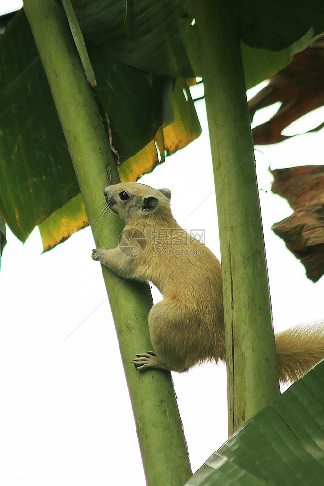 蜂鸟香蕉树上的松鼠草食束图片