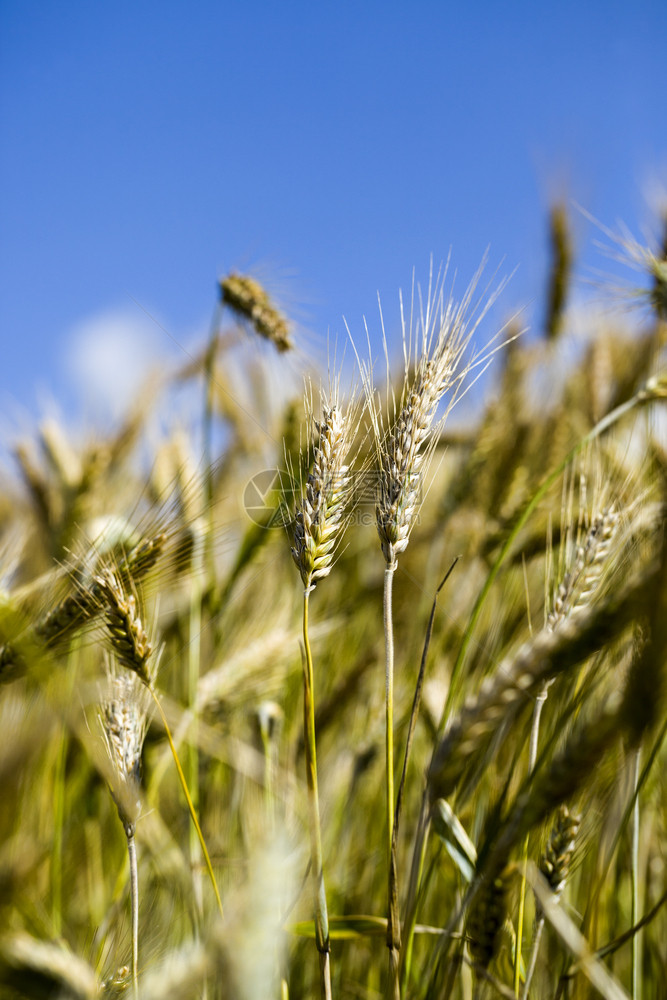 商业阳光下收获小麦穗的绿色黑农田黄色麦场景庄稼图片