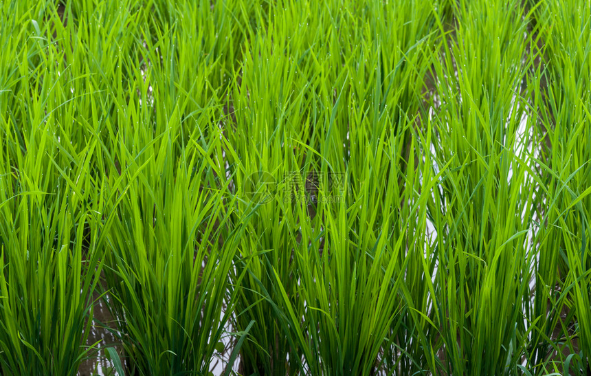 排帧食物关闭泰国农村有机林木的茉米稻田以收割甘油稻田图片