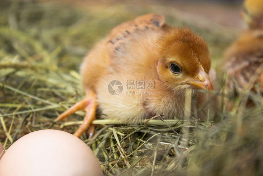 动物沿着整个干草巢中的新生黄鸡农业整个干草巢中的新生黄鸡公图片