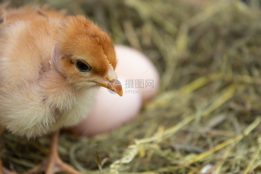 整个干草巢中的新生黄鸡农业整个干草巢中的新生黄鸡母反射棕色的图片