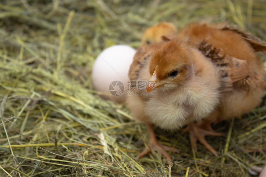 母鸡孵化棕色的整个干草巢中新生黄鸡农业整个干草巢中的新生黄鸡图片