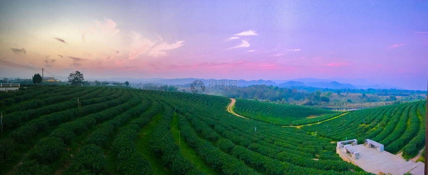 场景乡村的日落出时间茶园谷景观热带图片