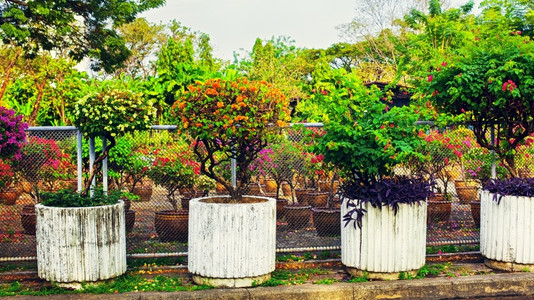 叶子草衬套美丽的石花床在泰王国园中配有朵的石头棚图片