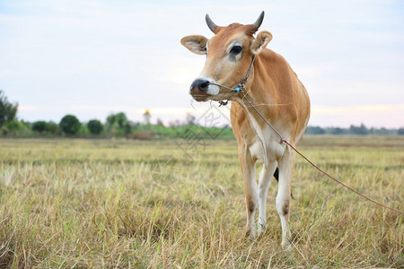 奶牛站在美丽的田地上奶牛站在美丽的田地上场自然户外图片