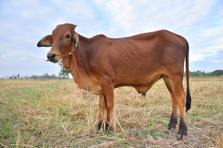 强的夏天奶牛站在美丽的田地上奶牛站在美丽的田地上白色图片