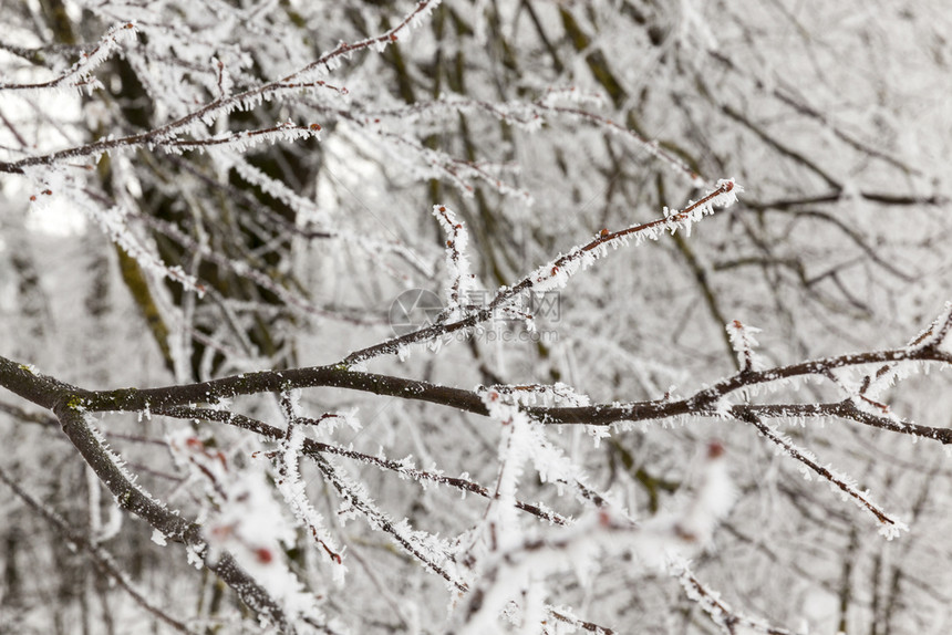 雾凇凉爽的冷冻冬季冰霜中树枝的在冬天季节云雨气每年的冬季时间图片
