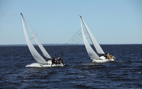 顺风顺水冒险冲浪Regatta海上赛马游艇Regatta帆船白色的背景