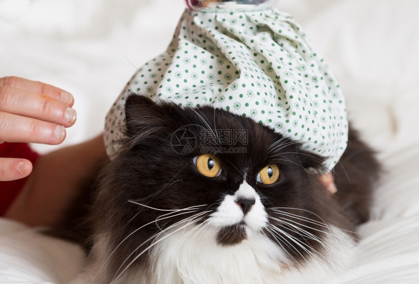 疾病动物波斯猫流感和头顶热水瓶临床图片