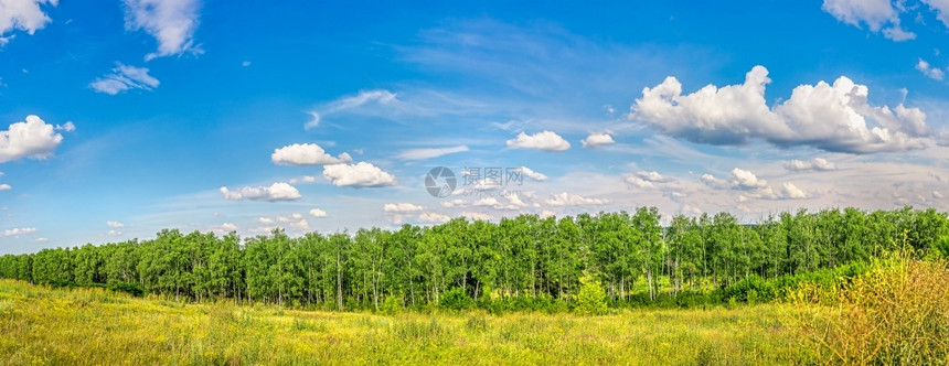 夏天乡村的Birch林和田地在云密的天空下Birch林和田地森图片