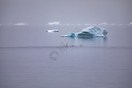 宽度杀手移动一群虎鲸在南极洲平静水域的蓝冰山旁边游动背景图片