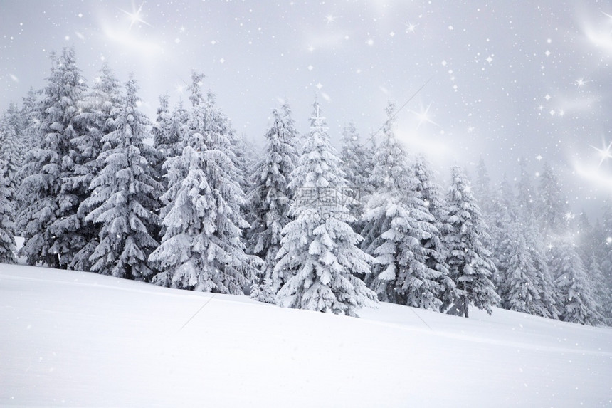 冬季风景有雪卷毛树自然冰惊险图片