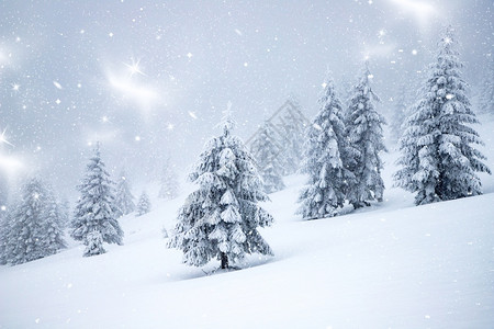 冒险冬季风景有雪卷毛树户外惊人的图片