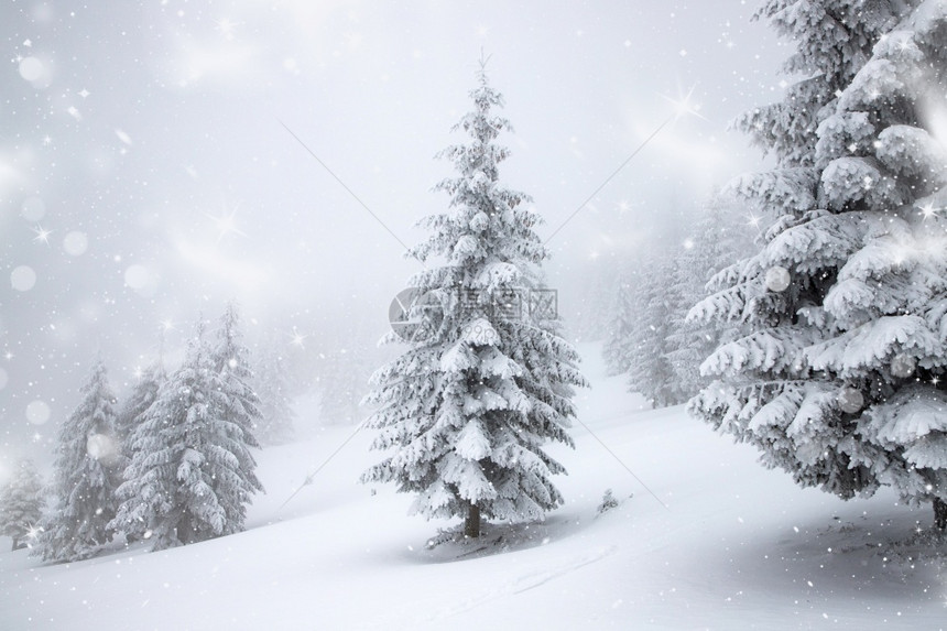 木头旅行冬季风景有雪卷毛树假期图片