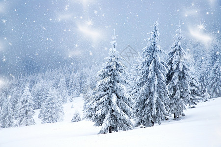 冬季风景有雪卷毛树阳光仙境景观图片