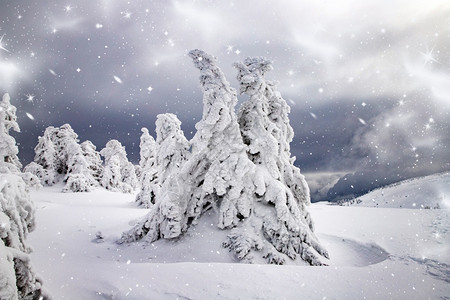 冬季风景有雪卷毛树寒冷的下雪覆盖图片