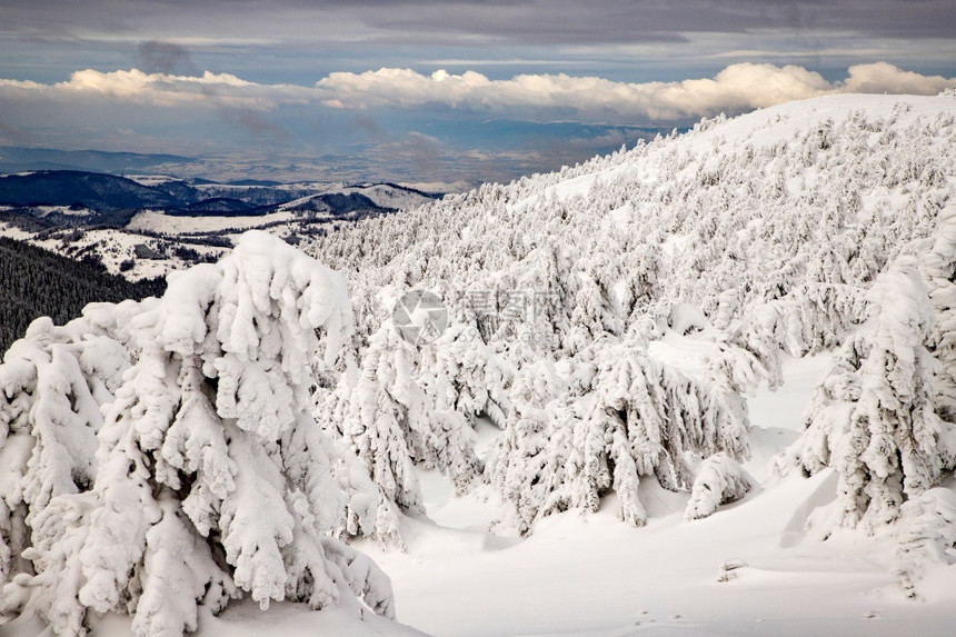 冬季风景有雪卷毛树冷冻自然陈奕迅图片