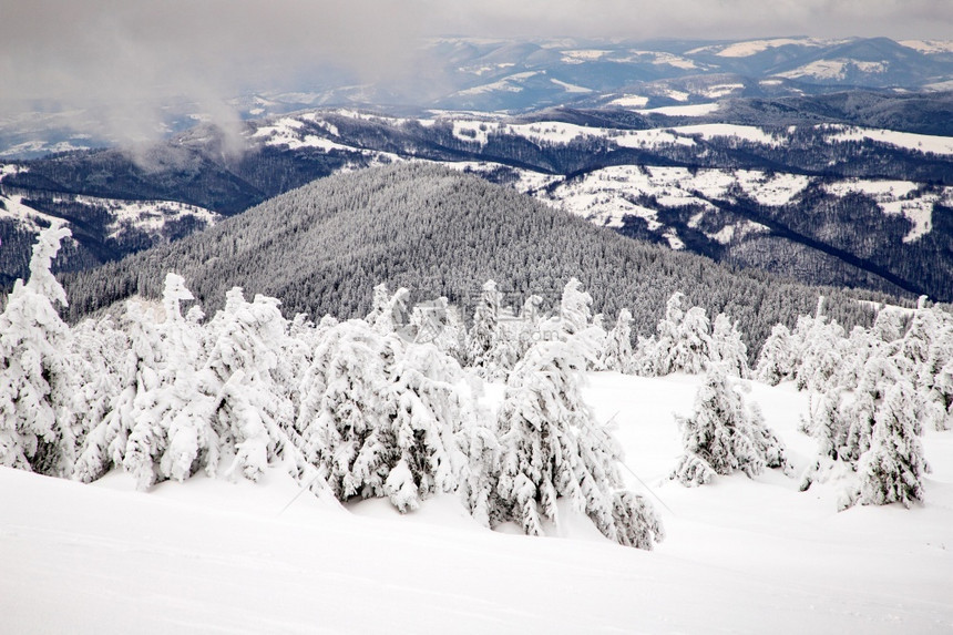 童话冬天惊险季风景有雪卷毛树图片