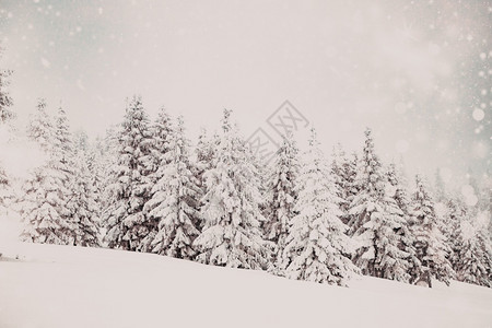 松树魔法冬季风景有雪卷毛树极好的图片