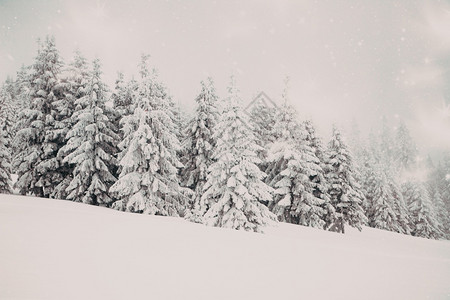 美丽的冬季风景有雪卷毛树霜森林图片