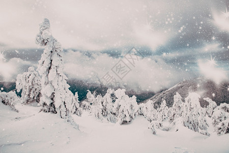 假期冬季风景有雪卷毛树自然美丽的图片