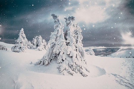 冬季风景有雪卷毛树太阳美丽的白色图片