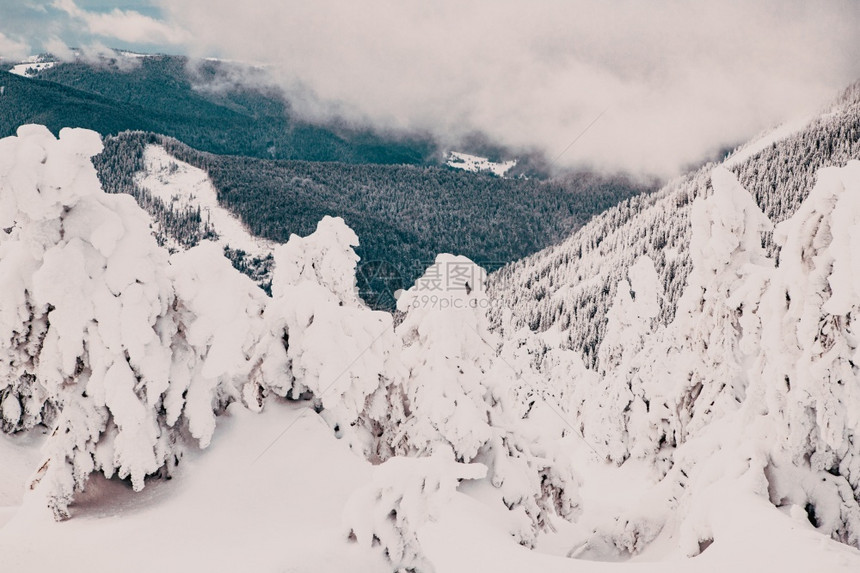 冬季风景有雪卷毛树冷杉天空旅行图片