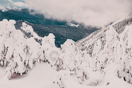 冬季风景有雪卷毛树冷杉天空旅行图片