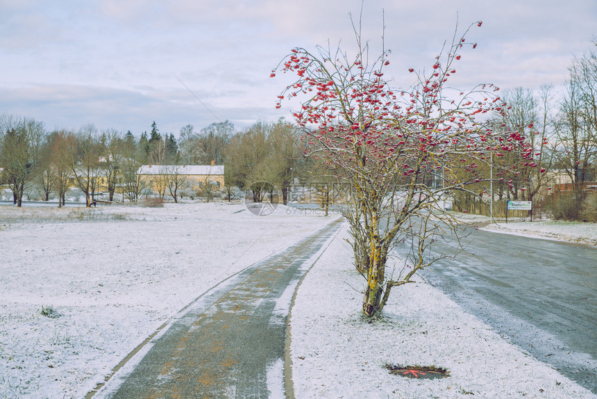 季节在冬天路边30129条路边带浆果和白雪树上冷若冰霜美丽图片