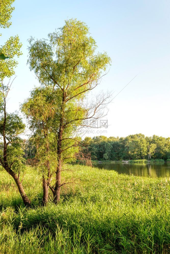 沼泽自然夏天绿在湖附近生长一只老柳树在中间生长夜光与风一起闪烁创造宁静的氛围和气水图片