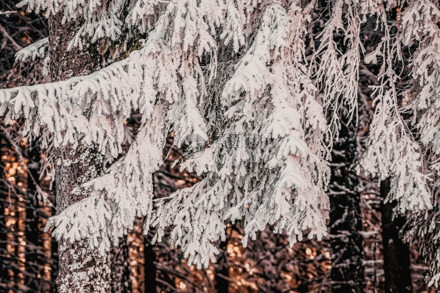 白雪皑的枞树户外仙女冰图片