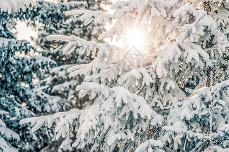 自然白雪皑的枞树蓝色灰高清图片