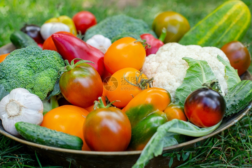 桌子庄稼种植在草地上碗里的有机蔬菜收获在花园的番茄黄瓜胡椒和其他蔬菜收获在花园中的西红柿胡椒和其他蔬菜季节图片
