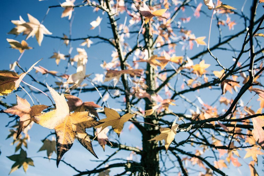 旅行新鲜的树上五颜六色叶子背景是多云的蓝天秋季节背景纹理有阳光五颜六色的叶子秋天季节背景纹理美丽图片