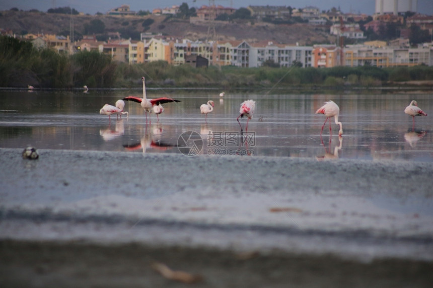 反射在撒丁岛Cagliari带粉红火烈鸟湖颜色异国情调图片