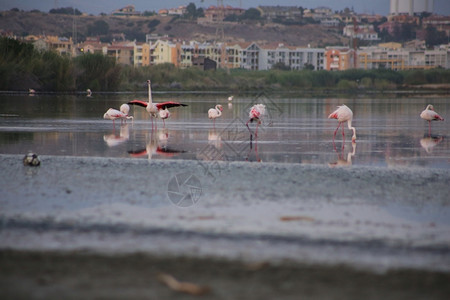 反射在撒丁岛Cagliari带粉红火烈鸟湖颜色异国情调图片