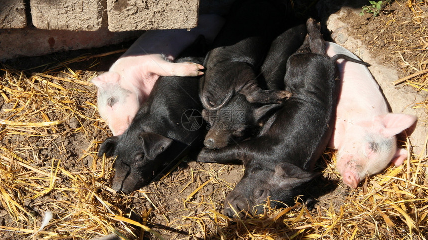 耳朵猪在农场的院子里玩耍和睡觉在阳光下粉红小猪缸睡着有趣的猪年轻婴儿小猪在院子里玩国内的自然图片