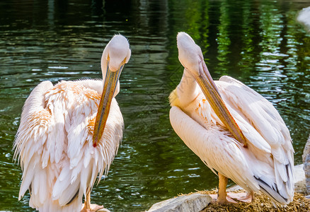 乌拉盖湖动物园门户14来自欧亚的热带鸟种特兰巴马岛的乌拉西亚小鸟幼群在水面上羽毛开始生长亚洲人背景