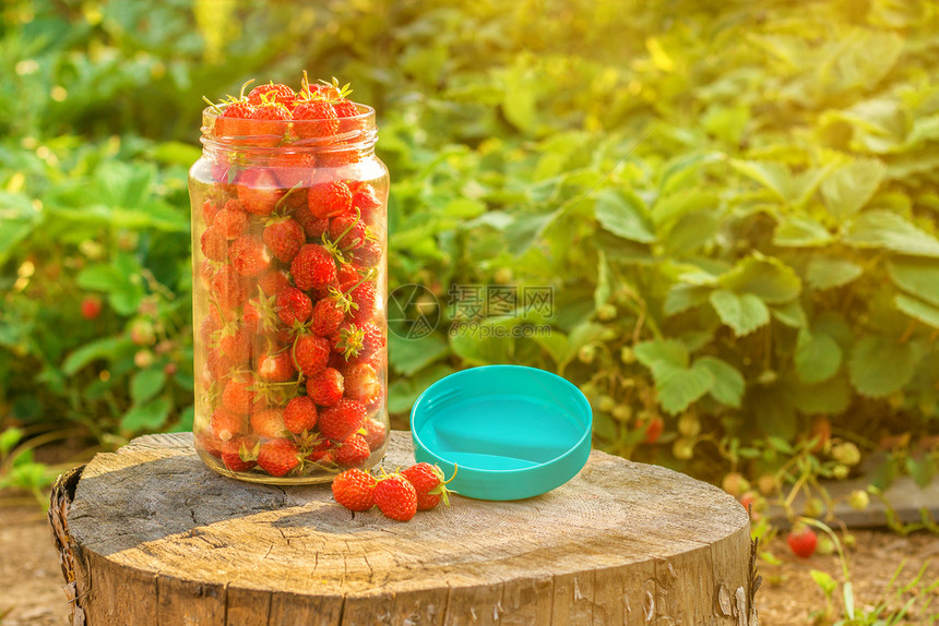在旧树桩的玻璃罐中收获草莓阳光明媚的夏日菜园村季阳光明媚的日子复制空间在旧树桩的玻璃罐中收获草莓菜园村吃花食物图片